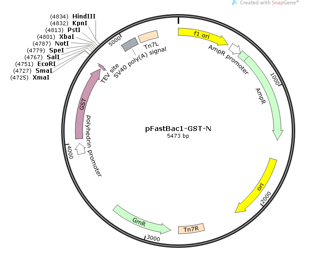 pFastBac1-GST-N 载体图谱